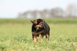 BERGER ALLEMAND 1144